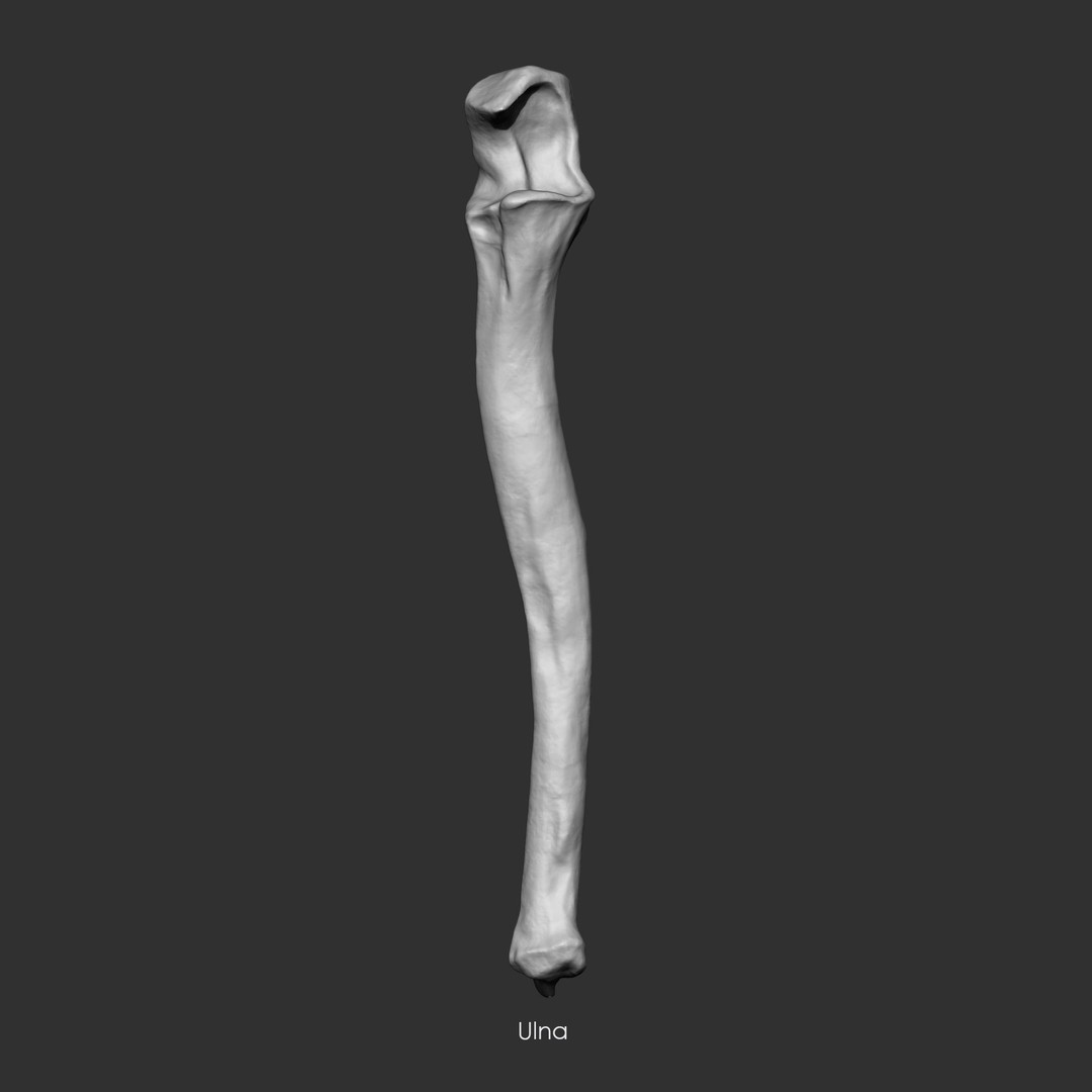 Human Skeleton Bones 3D Model – IMM Brush Pack, STL & OBJ Formats - View 31