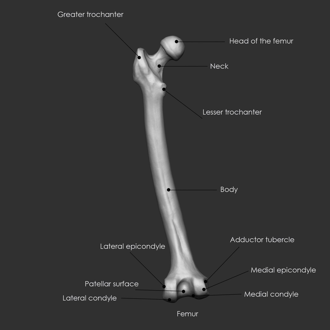 Human Skeleton Bones 3D Model – IMM Brush Pack, STL & OBJ Formats - View 32