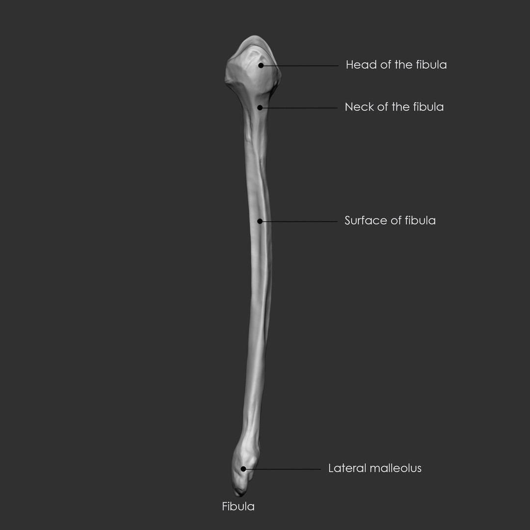 Human Skeleton Bones 3D Model – IMM Brush Pack, STL & OBJ Formats - View 33