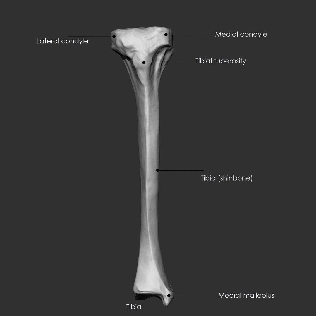 Human Skeleton Bones 3D Model – IMM Brush Pack, STL & OBJ Formats - View 34