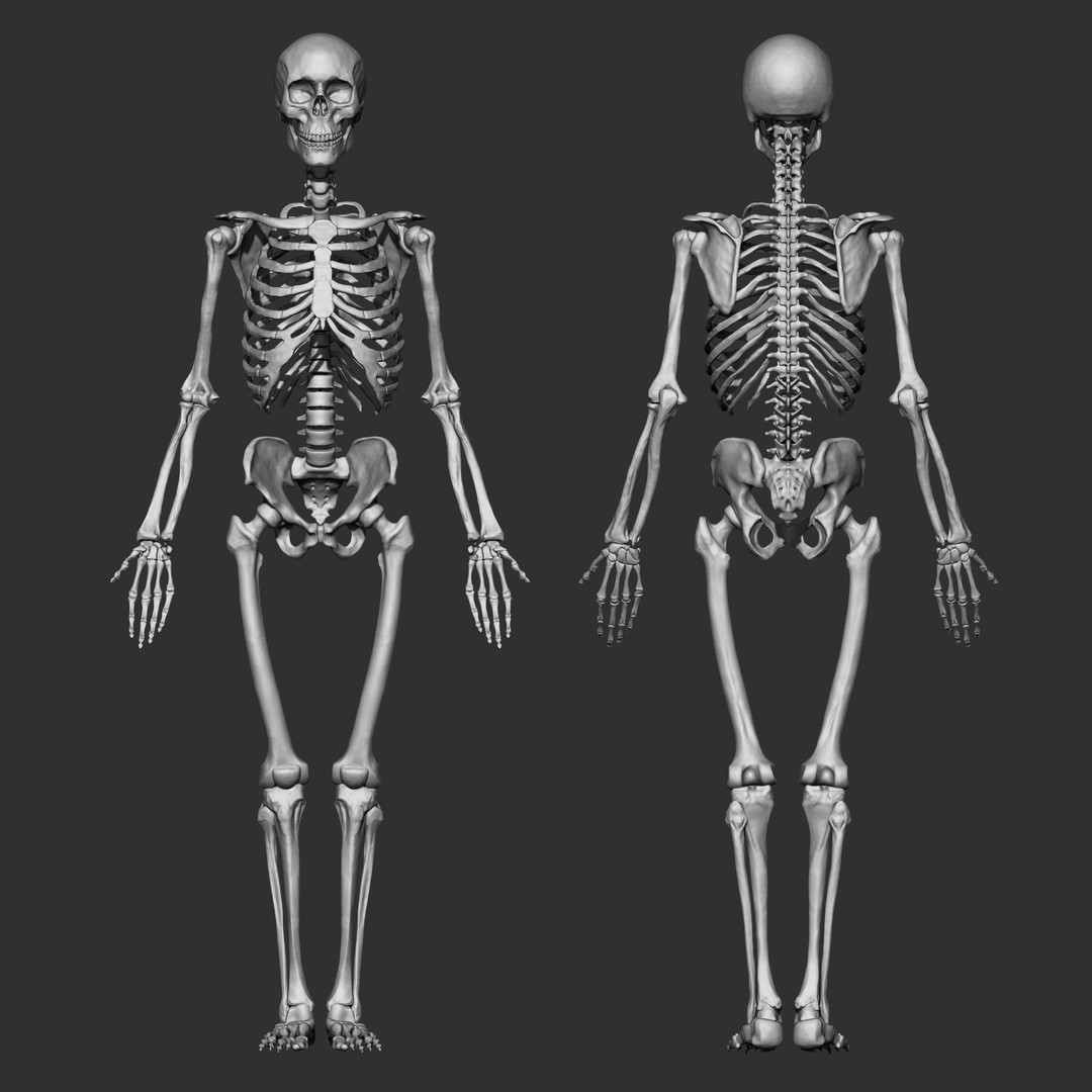 Human Skeleton Bones 3D Model – IMM Brush Pack, STL & OBJ Formats - View 4