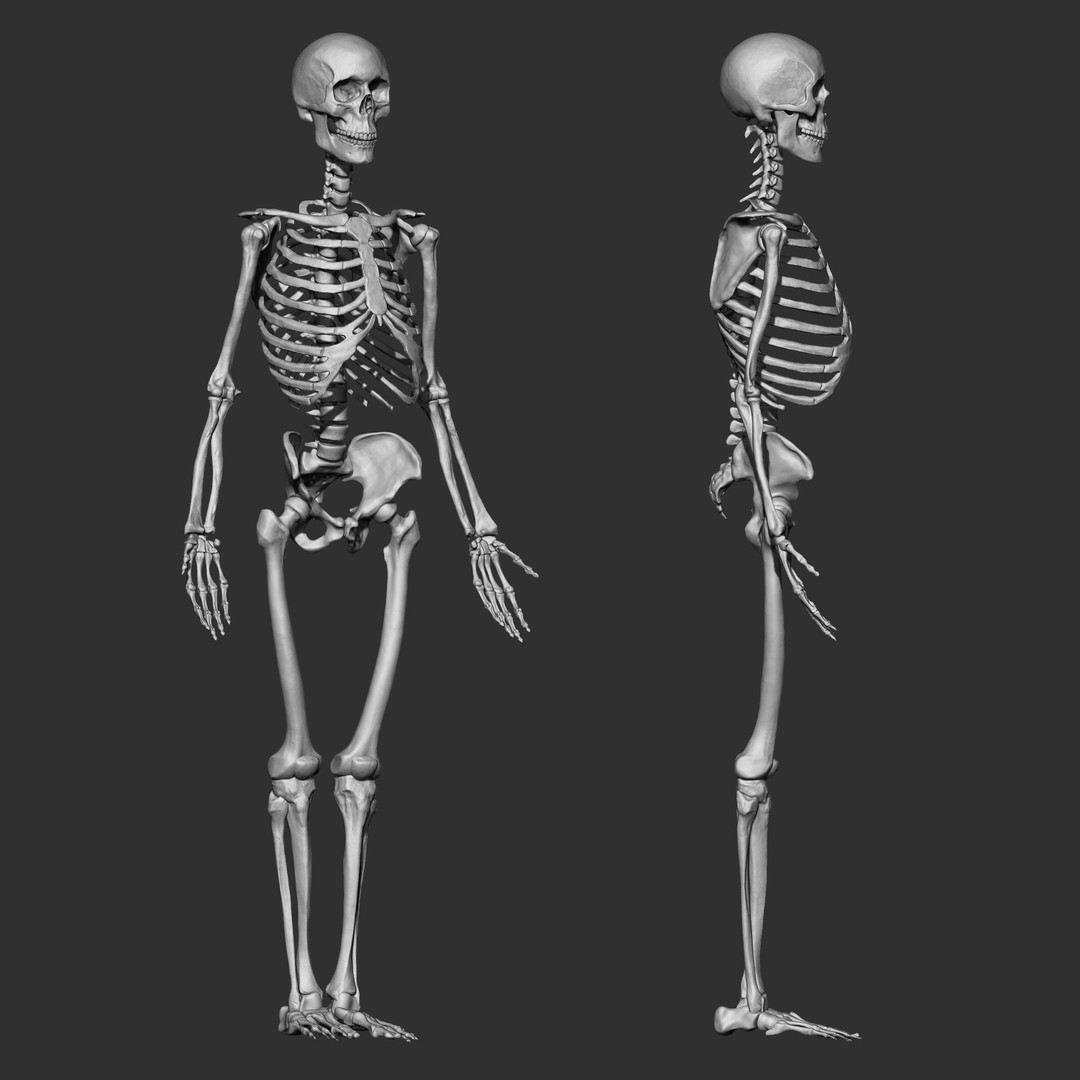 Human Skeleton Bones 3D Model – IMM Brush Pack, STL & OBJ Formats - View 5