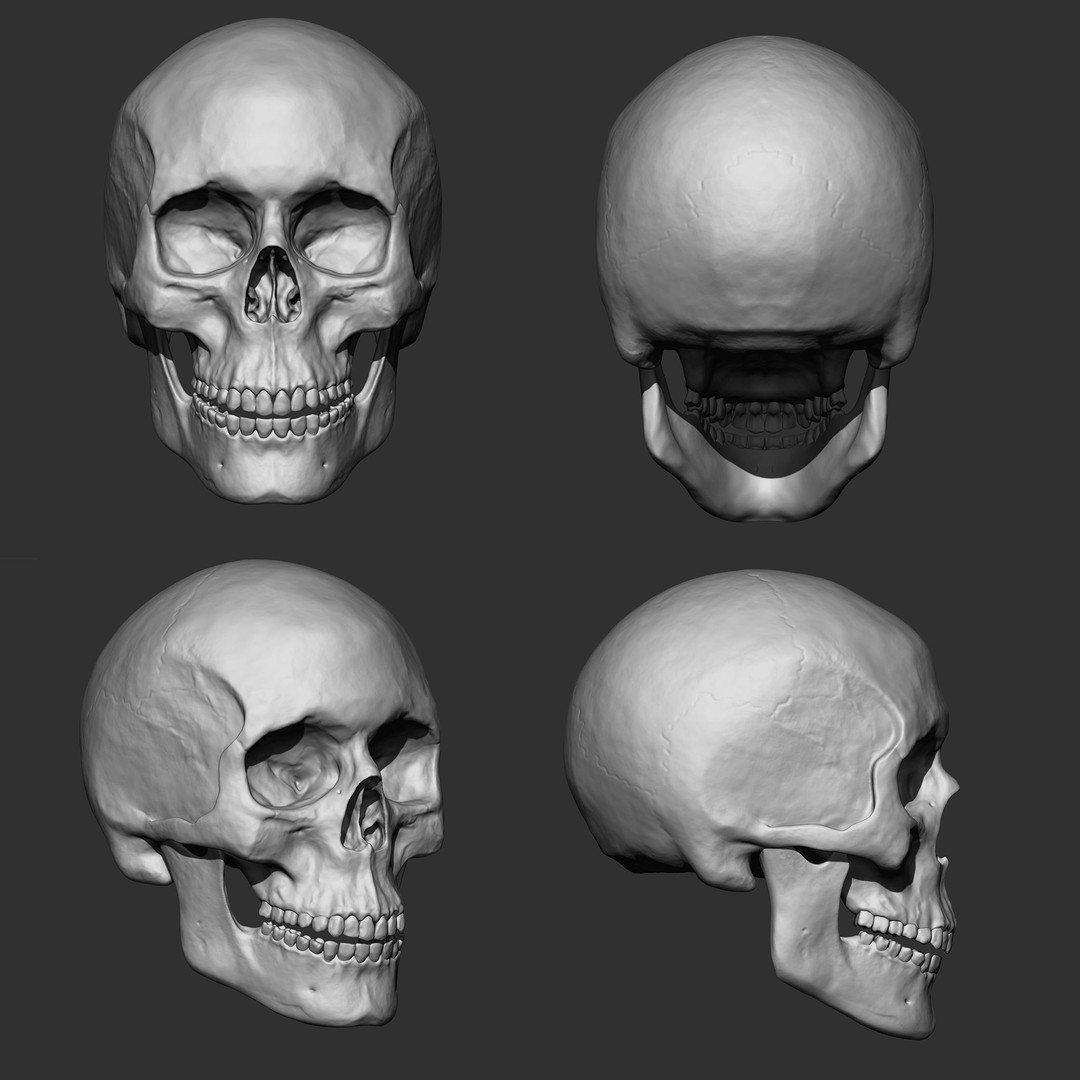 Human Skeleton Bones 3D Model – IMM Brush Pack, STL & OBJ Formats - View 6