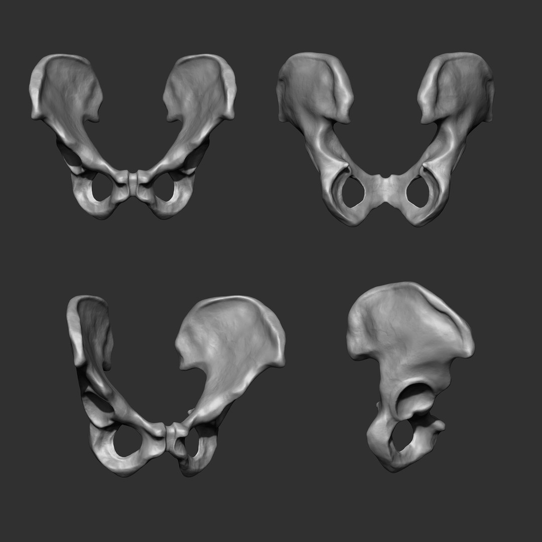 Human Skeleton Bones 3D Model – IMM Brush Pack, STL & OBJ Formats - View 7