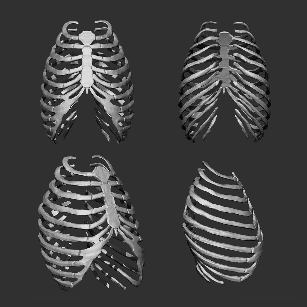 Human Skeleton Bones 3D Model – IMM Brush Pack, STL & OBJ Formats - View 8
