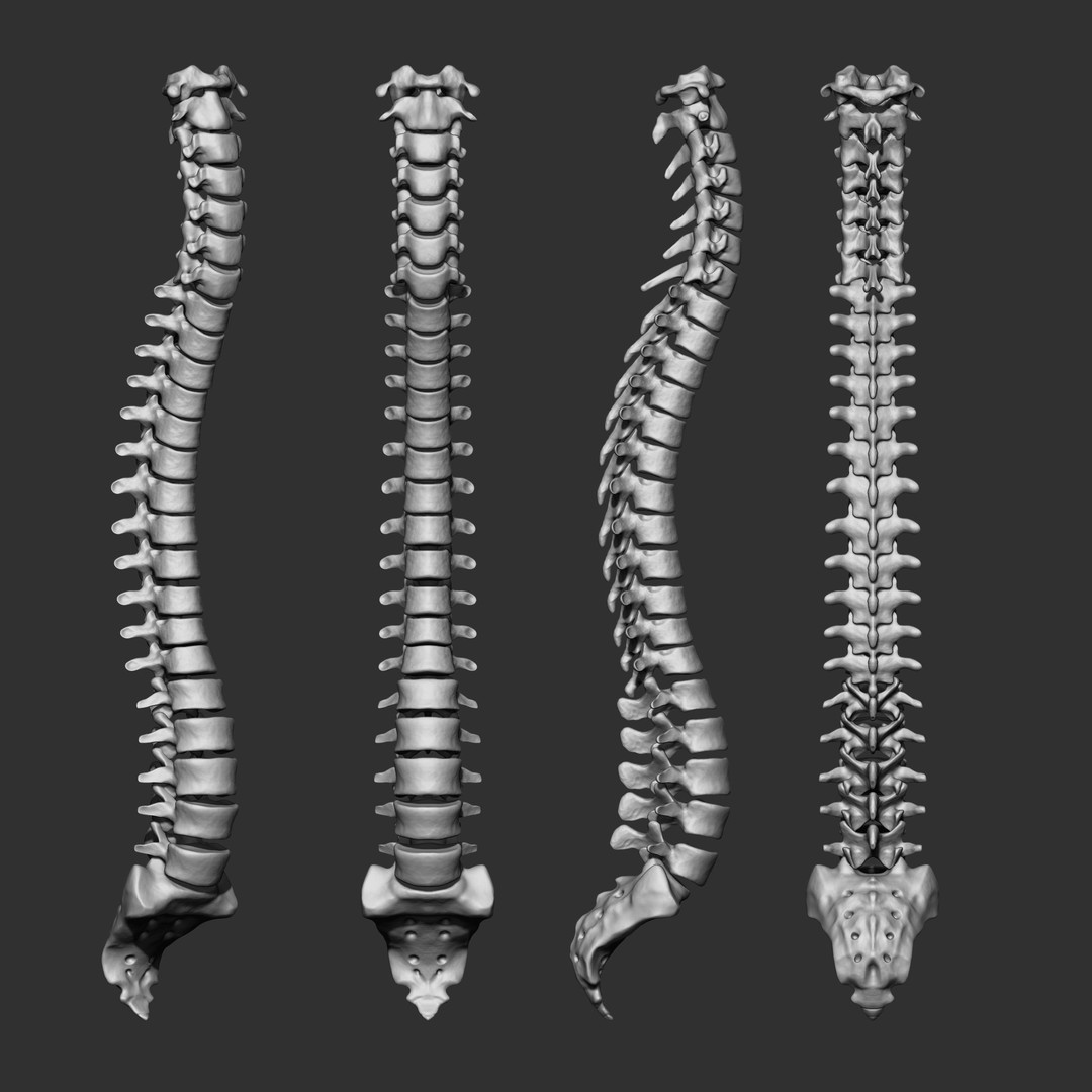 Human Skeleton Bones 3D Model – IMM Brush Pack, STL & OBJ Formats - View 9
