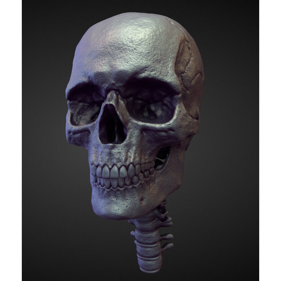 High Poly Heads 3D Model – Character Anatomy Pack for Blender - View 10