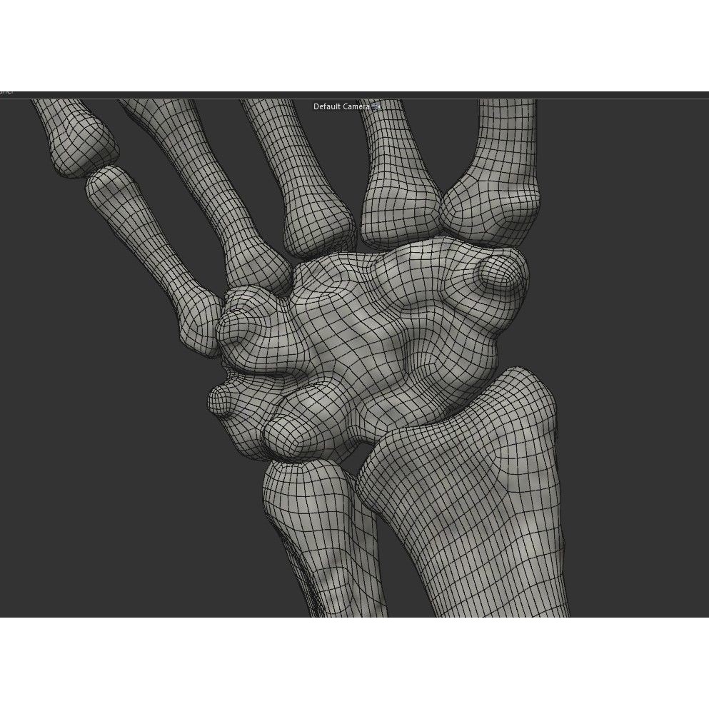 Human Arm Bones 3D Model – Rigged Low-Poly Animation Asset, FBX
