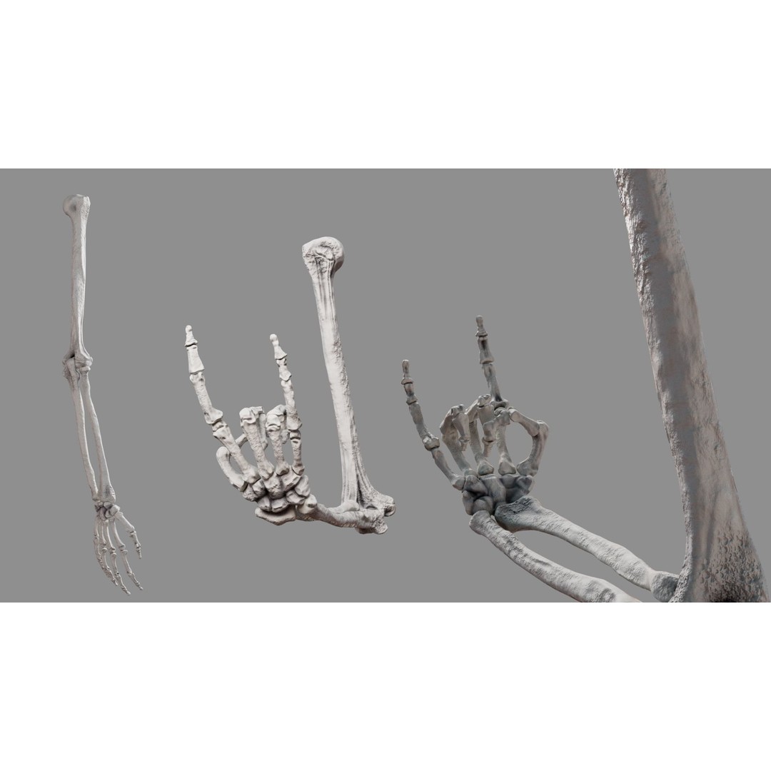 Human Arm Bones 3D Model – Rigged Low-Poly Animation Asset, FBX - View 10