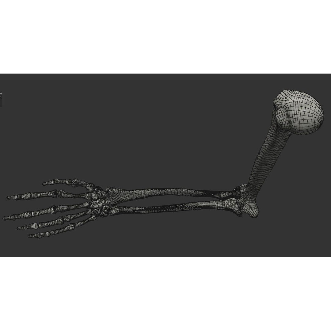 Human Arm Bones 3D Model – Rigged Low-Poly Animation Asset, FBX - View 11