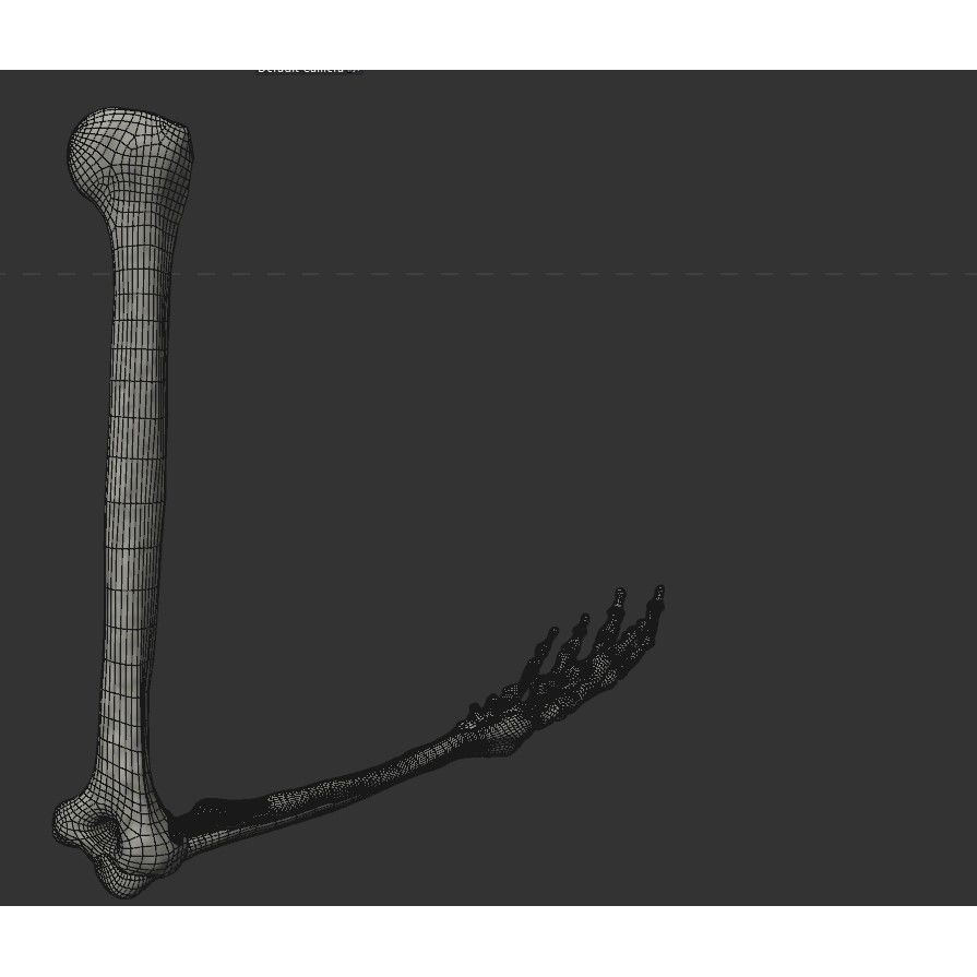 Human Arm Bones 3D Model – Rigged Low-Poly Animation Asset, FBX - View 12