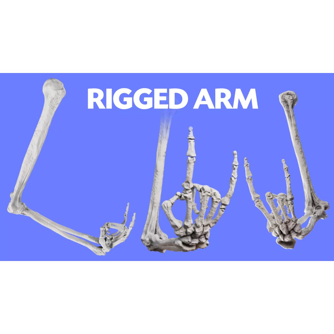 Human Arm Bones 3D Model – Rigged Low-Poly Animation Asset, FBX - View 2