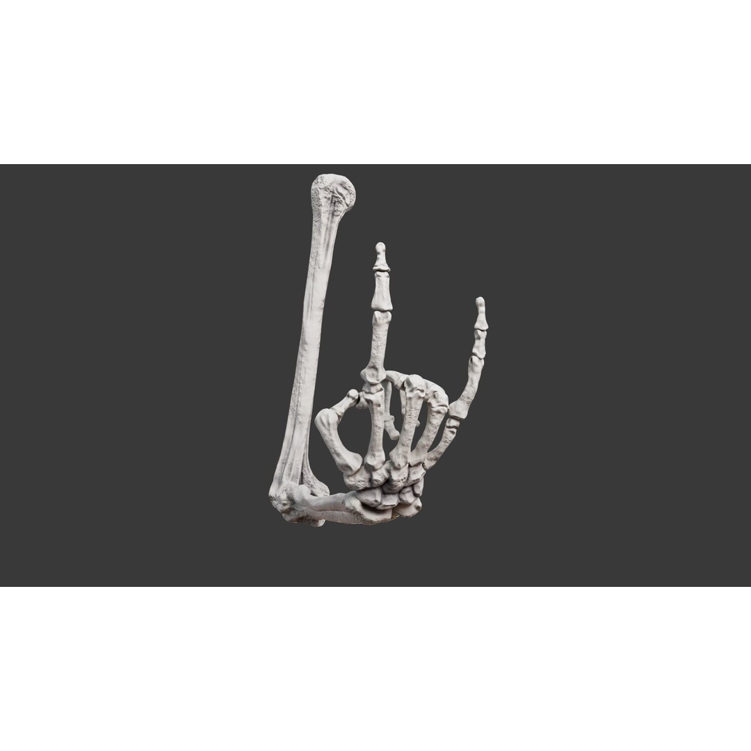 Human Arm Bones 3D Model – Rigged Low-Poly Animation Asset, FBX - View 3