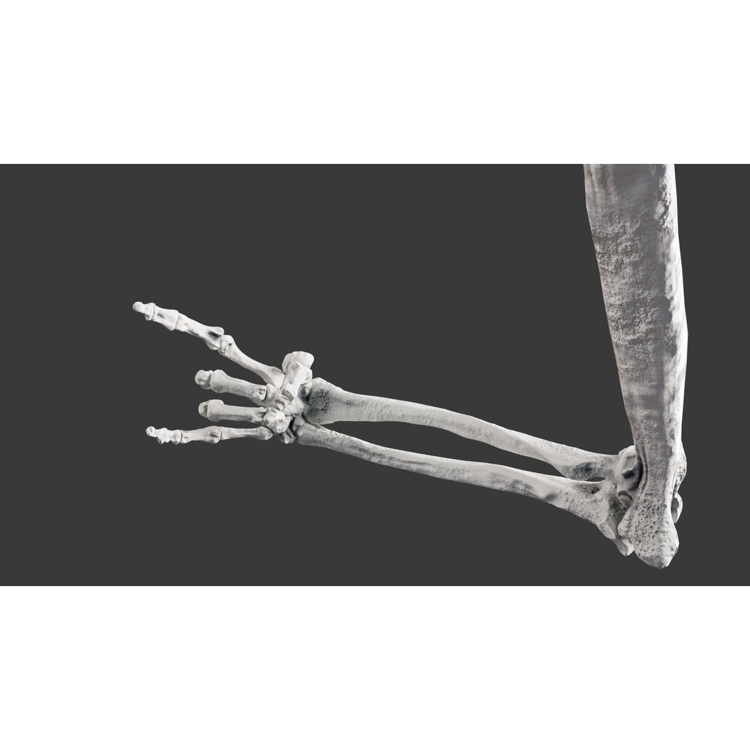 Human Arm Bones 3D Model – Rigged Low-Poly Animation Asset, FBX - View 4
