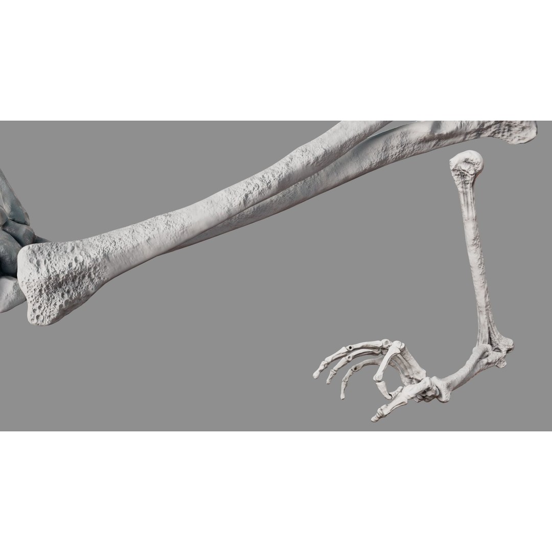 Human Arm Bones 3D Model – Rigged Low-Poly Animation Asset, FBX - View 5