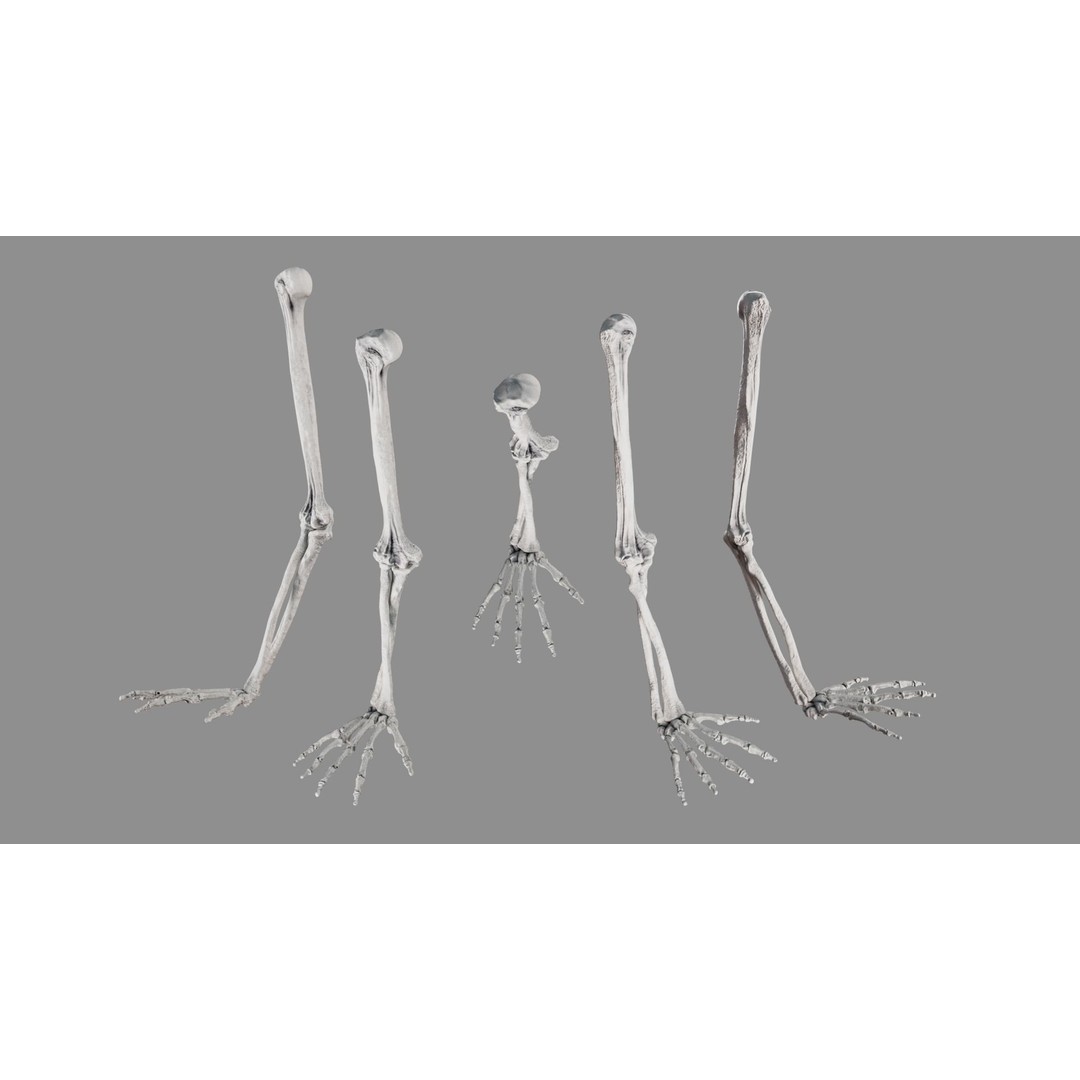 Human Arm Bones 3D Model – Rigged Low-Poly Animation Asset, FBX - View 6