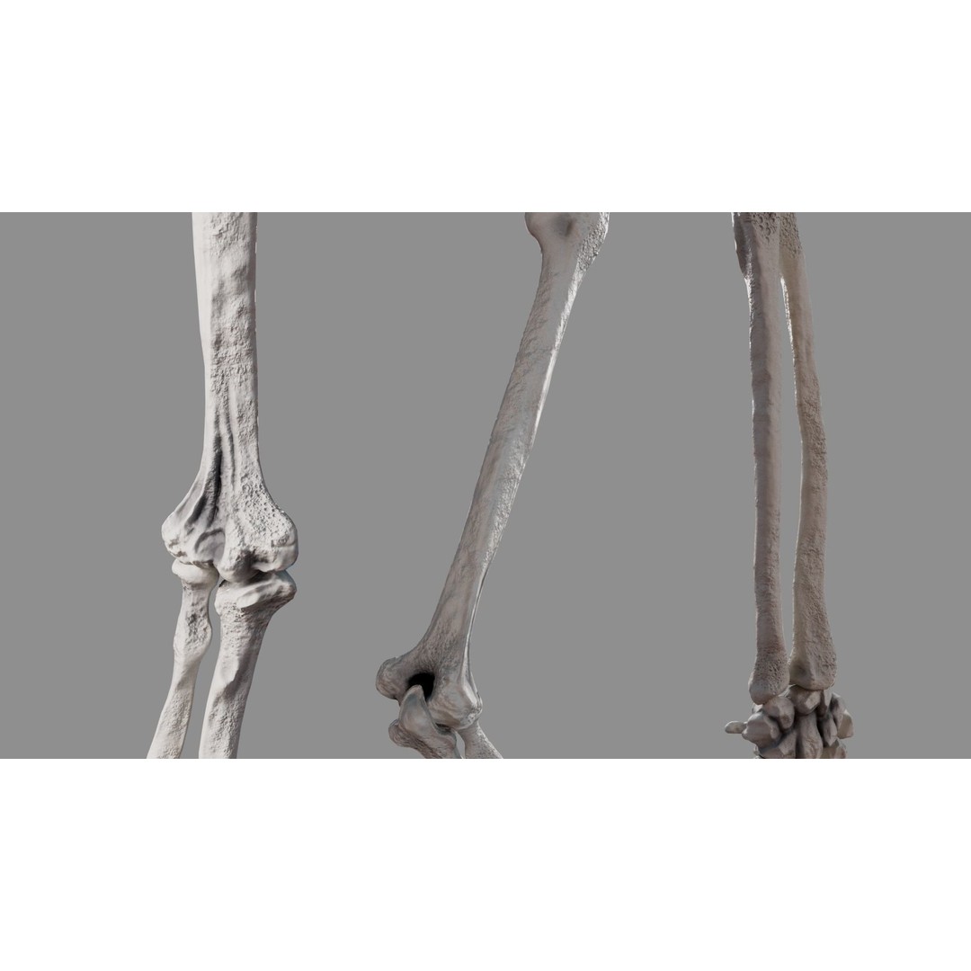 Human Arm Bones 3D Model – Rigged Low-Poly Animation Asset, FBX - View 7