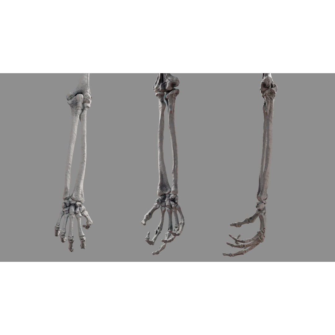 Human Arm Bones 3D Model – Rigged Low-Poly Animation Asset, FBX - View 8