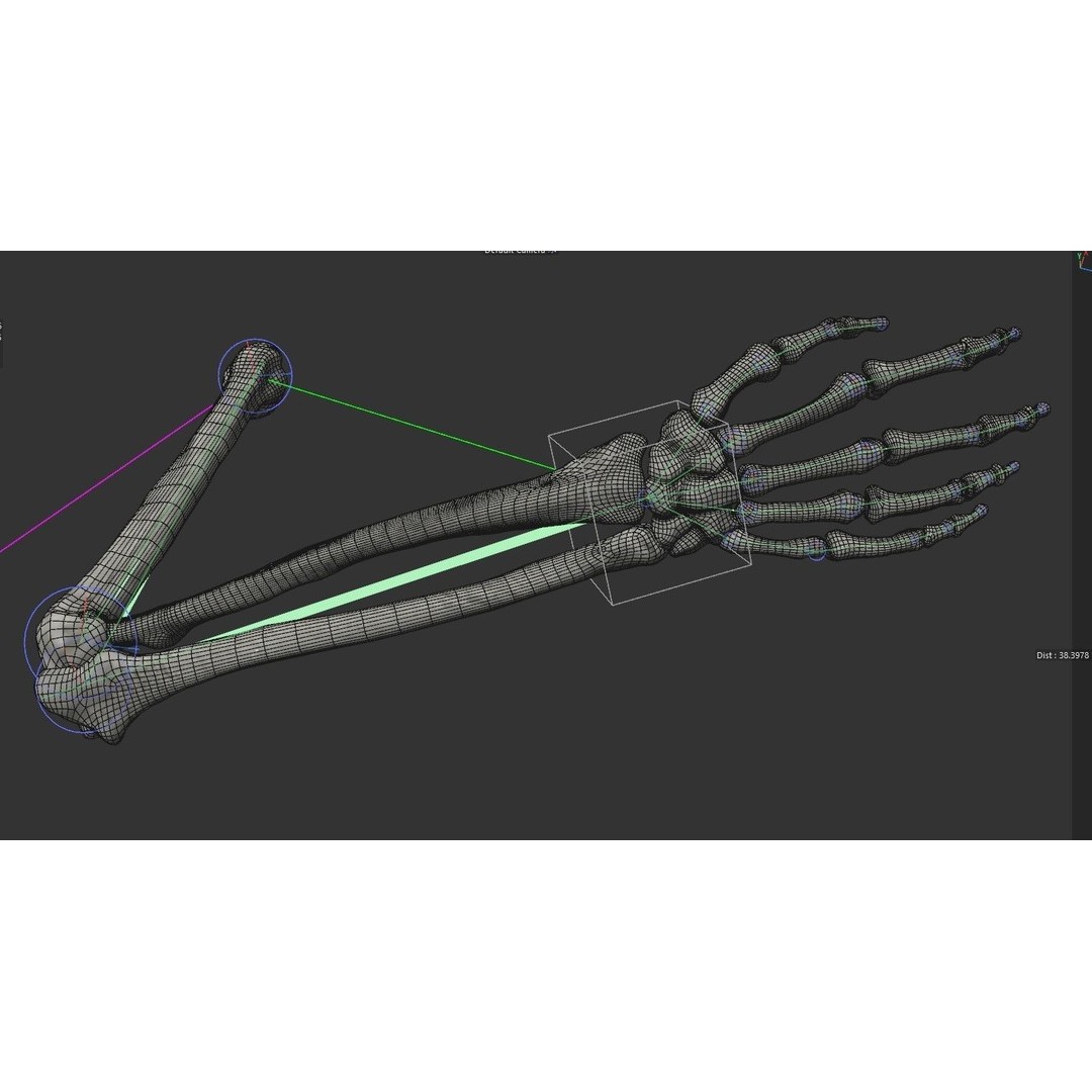 Human Arm Bones 3D Model – Rigged Low-Poly Animation Asset, FBX - View 9