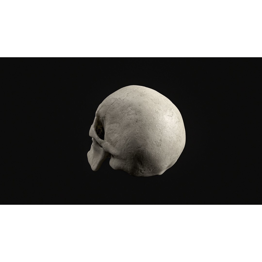 Human Skull 3D Model – Realistic Low Poly PBR Asset, FBX - View 11