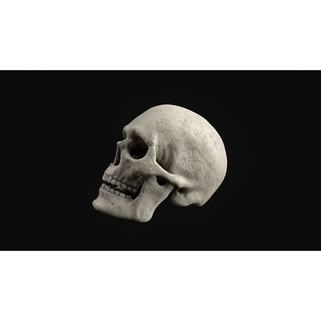 Human Skull 3D Model – Realistic Low Poly PBR Asset, FBX - View 12