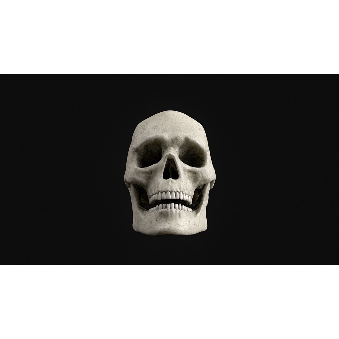 Human Skull 3D Model – Realistic Low Poly PBR Asset, FBX - View 13