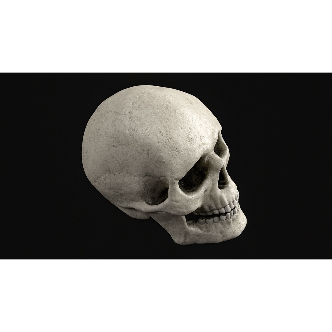 Human Skull 3D Model – Realistic Low Poly PBR Asset, FBX - View 14