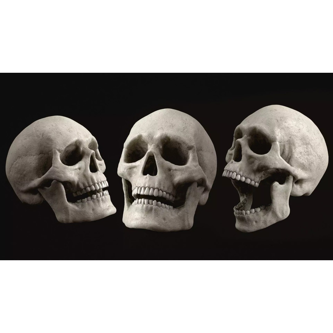 Human Skull 3D Model – Realistic Low Poly PBR Asset, FBX - View 2