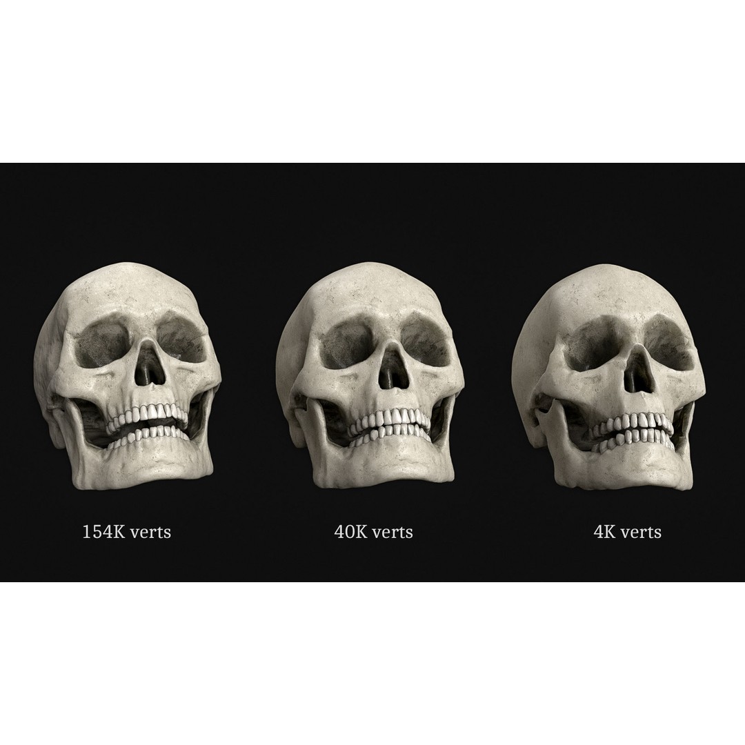 Human Skull 3D Model – Realistic Low Poly PBR Asset, FBX - View 3
