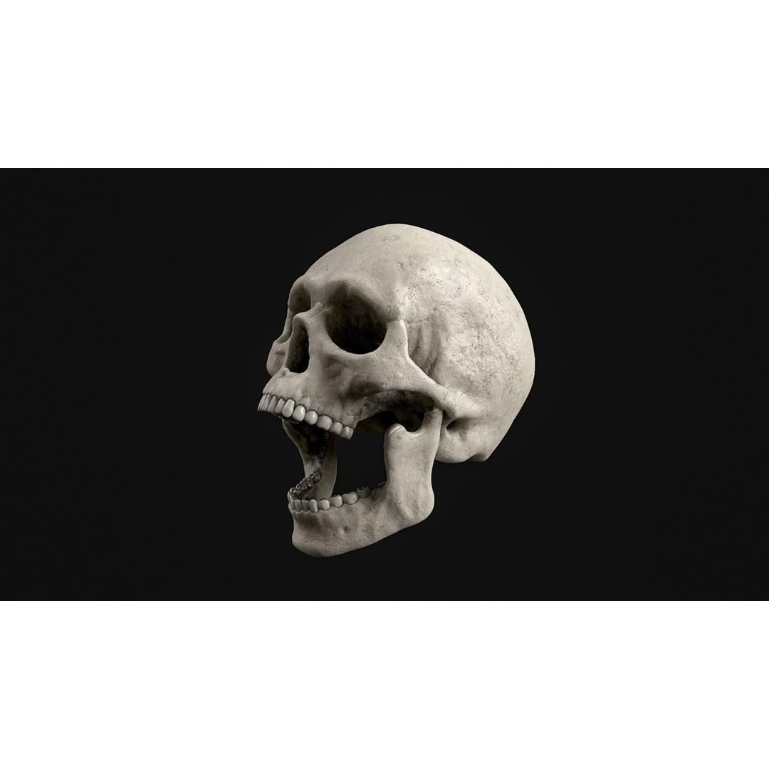 Human Skull 3D Model – Realistic Low Poly PBR Asset, FBX - View 4