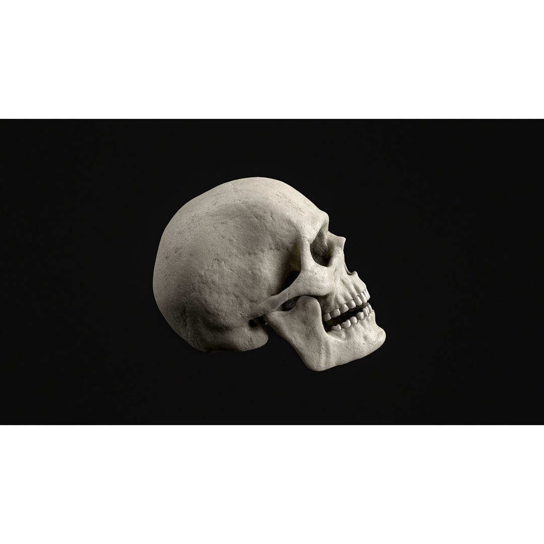 Human Skull 3D Model – Realistic Low Poly PBR Asset, FBX - View 5