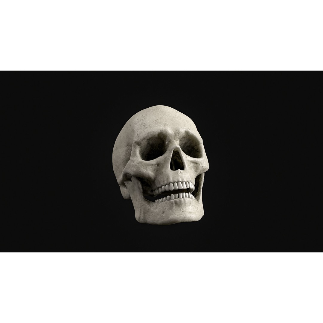 Human Skull 3D Model – Realistic Low Poly PBR Asset, FBX - View 6