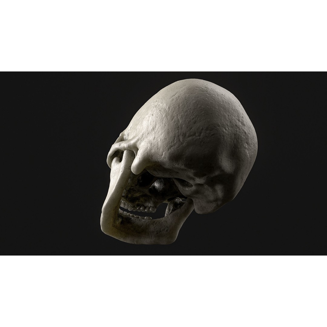 Human Skull 3D Model – Realistic Low Poly PBR Asset, FBX - View 7