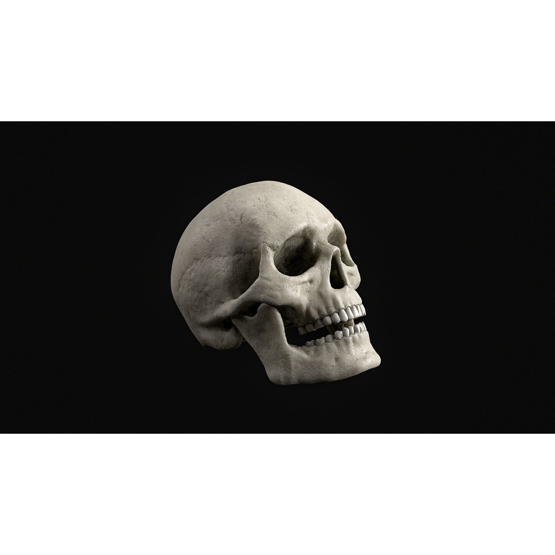 Human Skull 3D Model – Realistic Low Poly PBR Asset, FBX - View 8