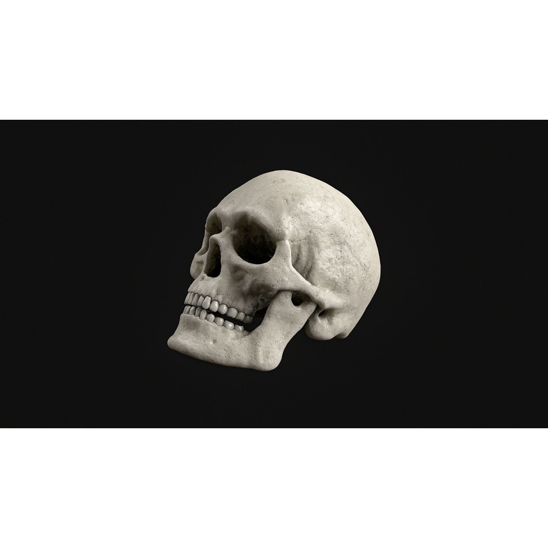 Human Skull 3D Model – Realistic Low Poly PBR Asset, FBX - View 9