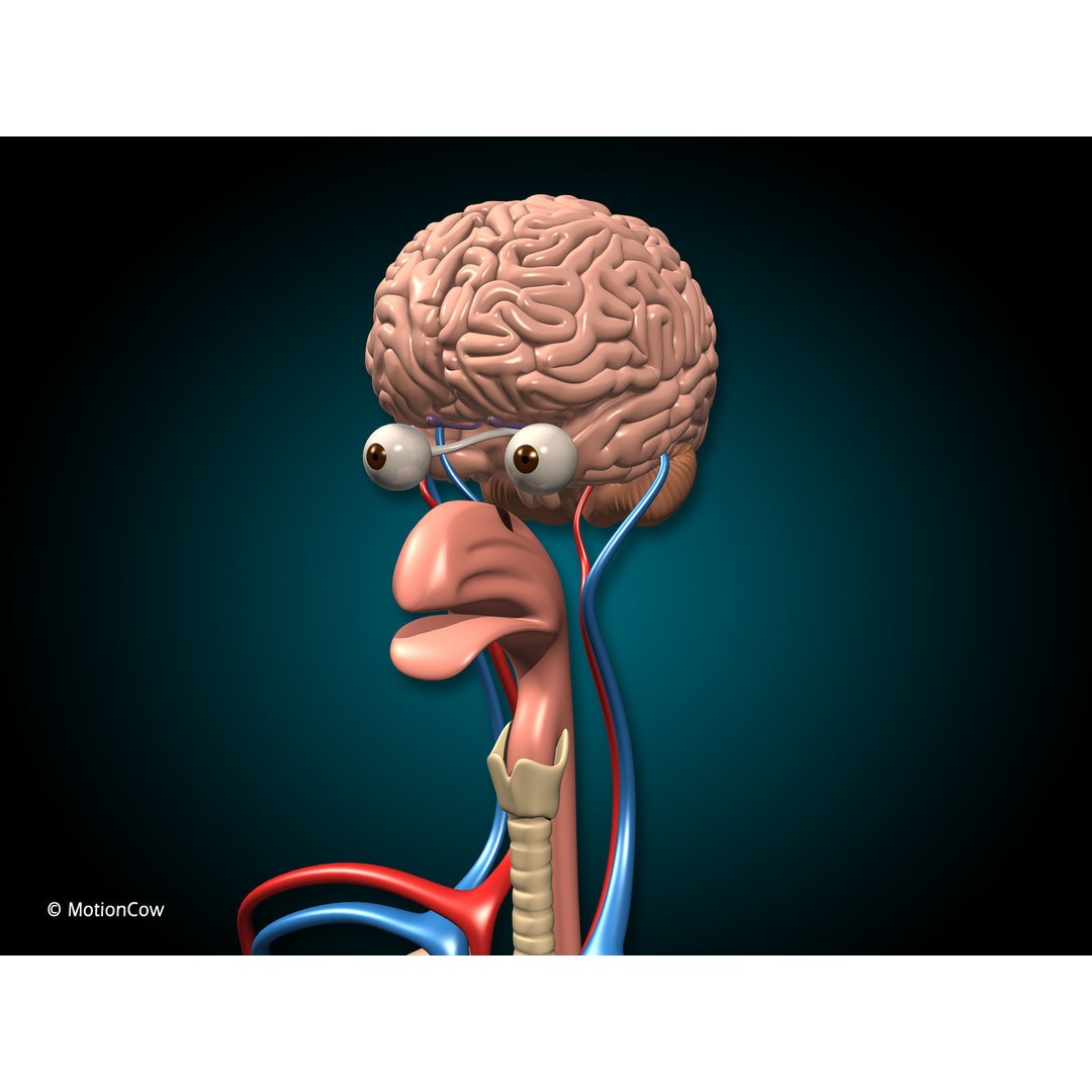 Human Anatomy 3D Model – Detailed Organ Systems, FBX & Blender Formats - View 10