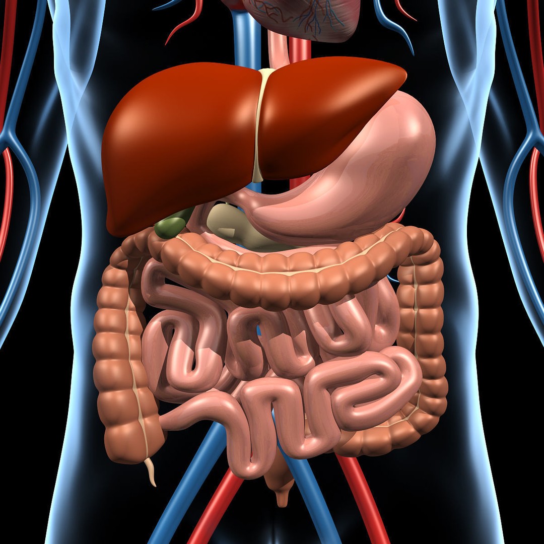 Human Anatomy 3D Model – Detailed Organ Systems, FBX & Blender Formats - View 11