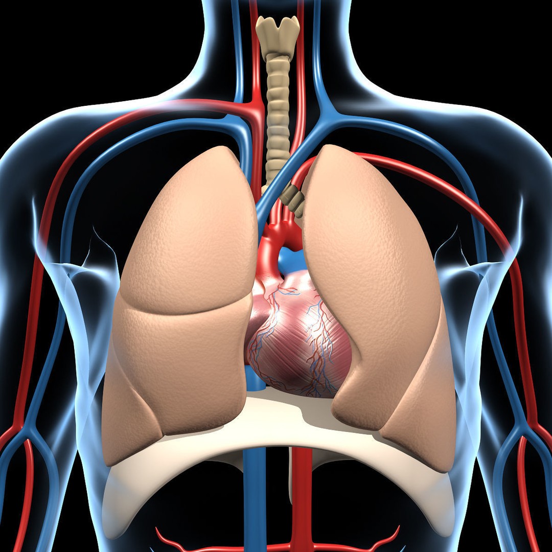 Human Anatomy 3D Model – Detailed Organ Systems, FBX & Blender Formats - View 13