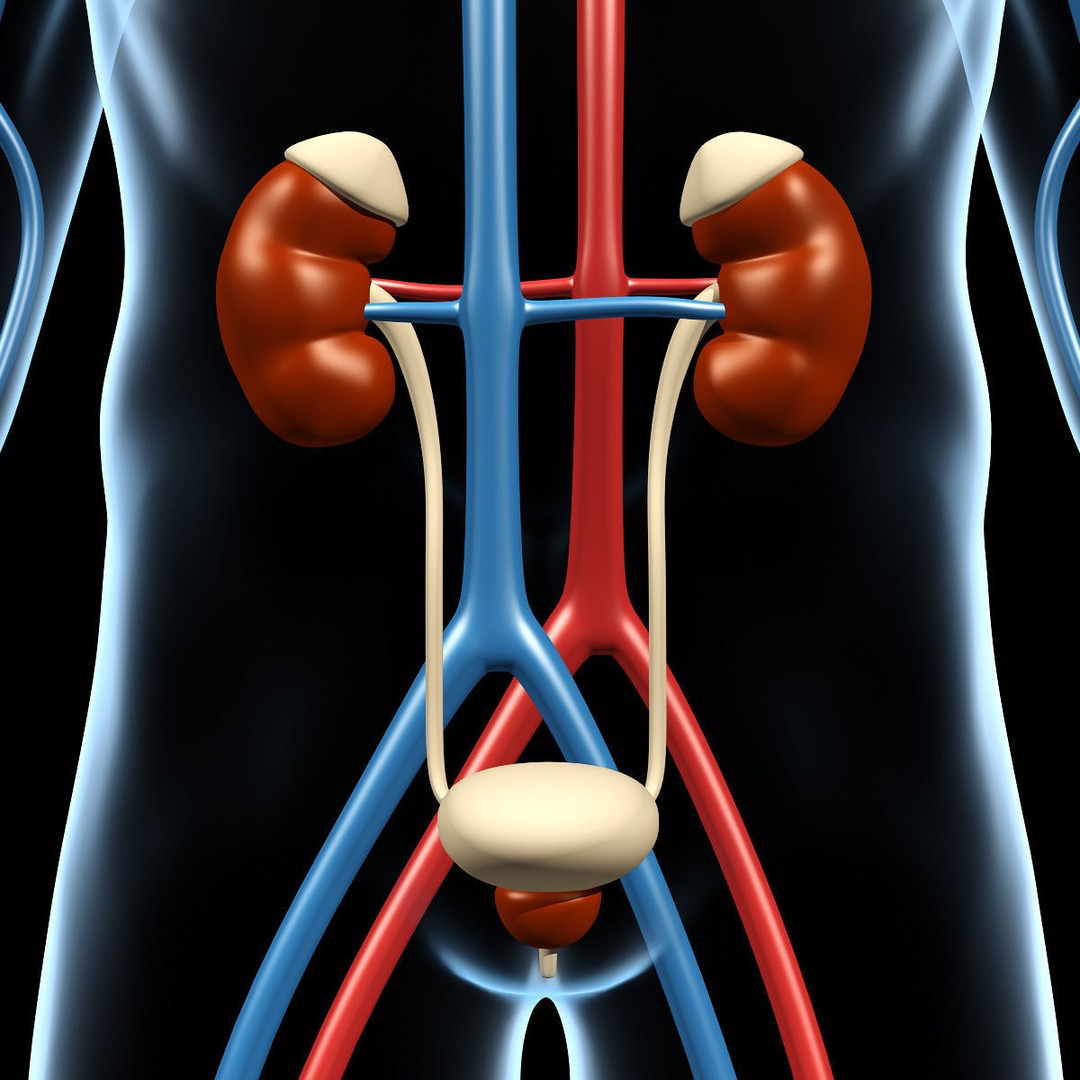 Human Anatomy 3D Model – Detailed Organ Systems, FBX & Blender Formats - View 14