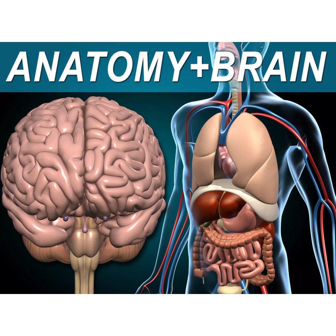 Human Anatomy 3D Model – Detailed Organ Systems, FBX & Blender Formats - View 2