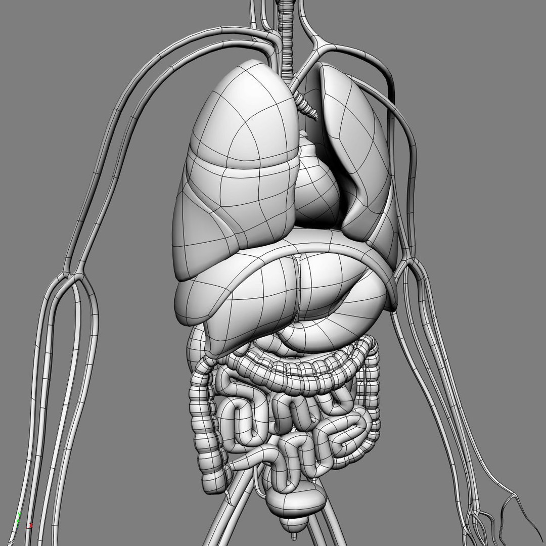 Human Anatomy 3D Model – Detailed Organ Systems, FBX & Blender Formats - View 27