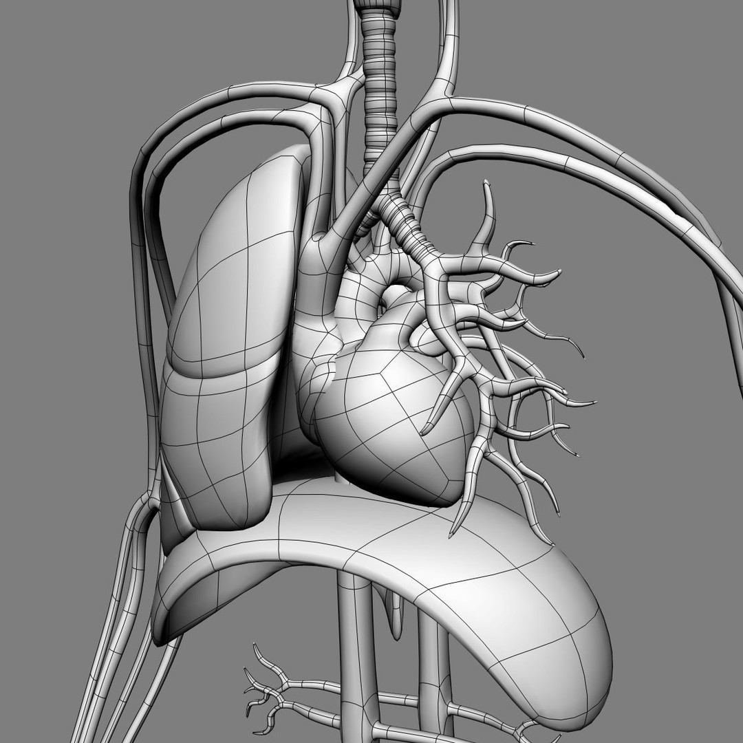 Human Anatomy 3D Model – Detailed Organ Systems, FBX & Blender Formats - View 28