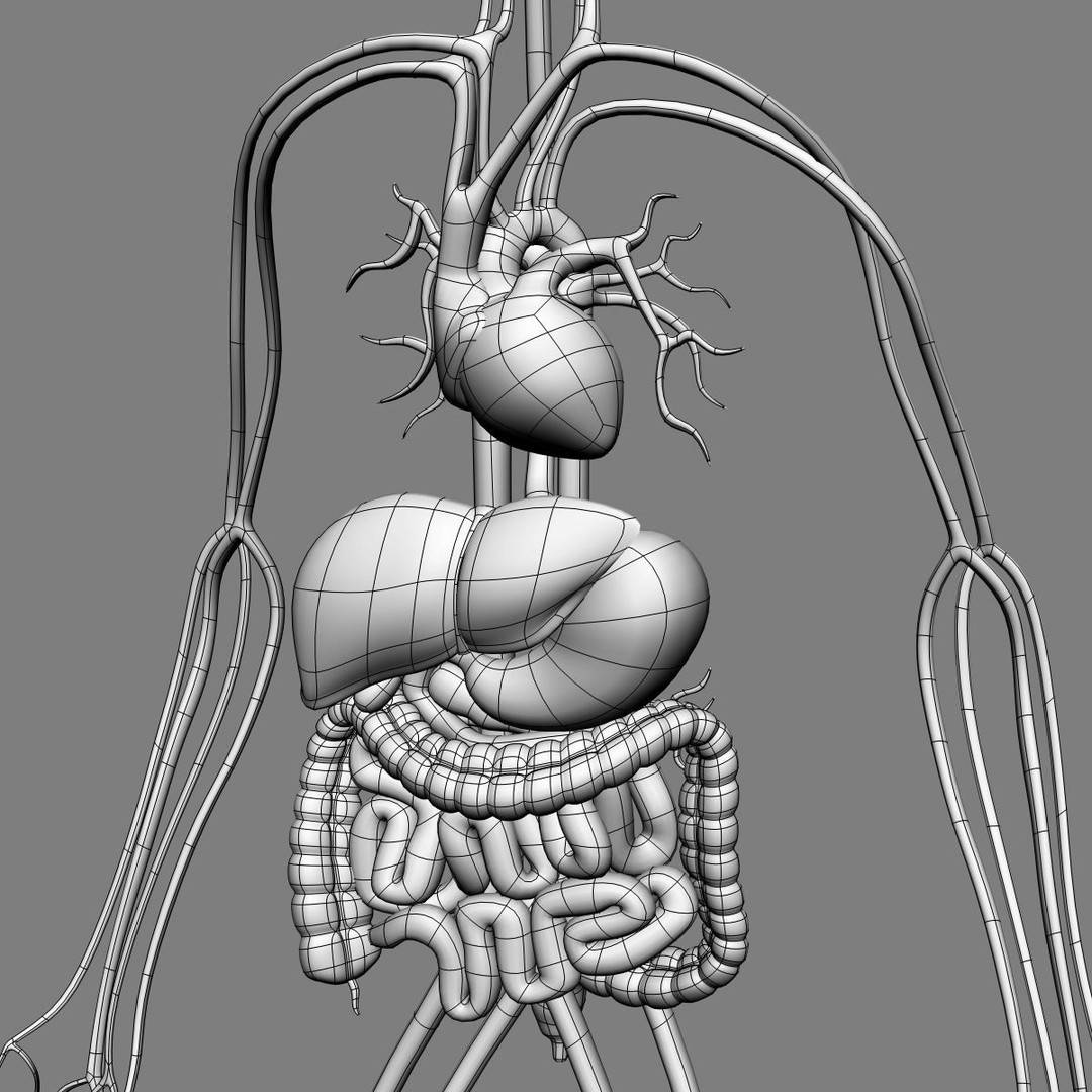 Human Anatomy 3D Model – Detailed Organ Systems, FBX & Blender Formats - View 29