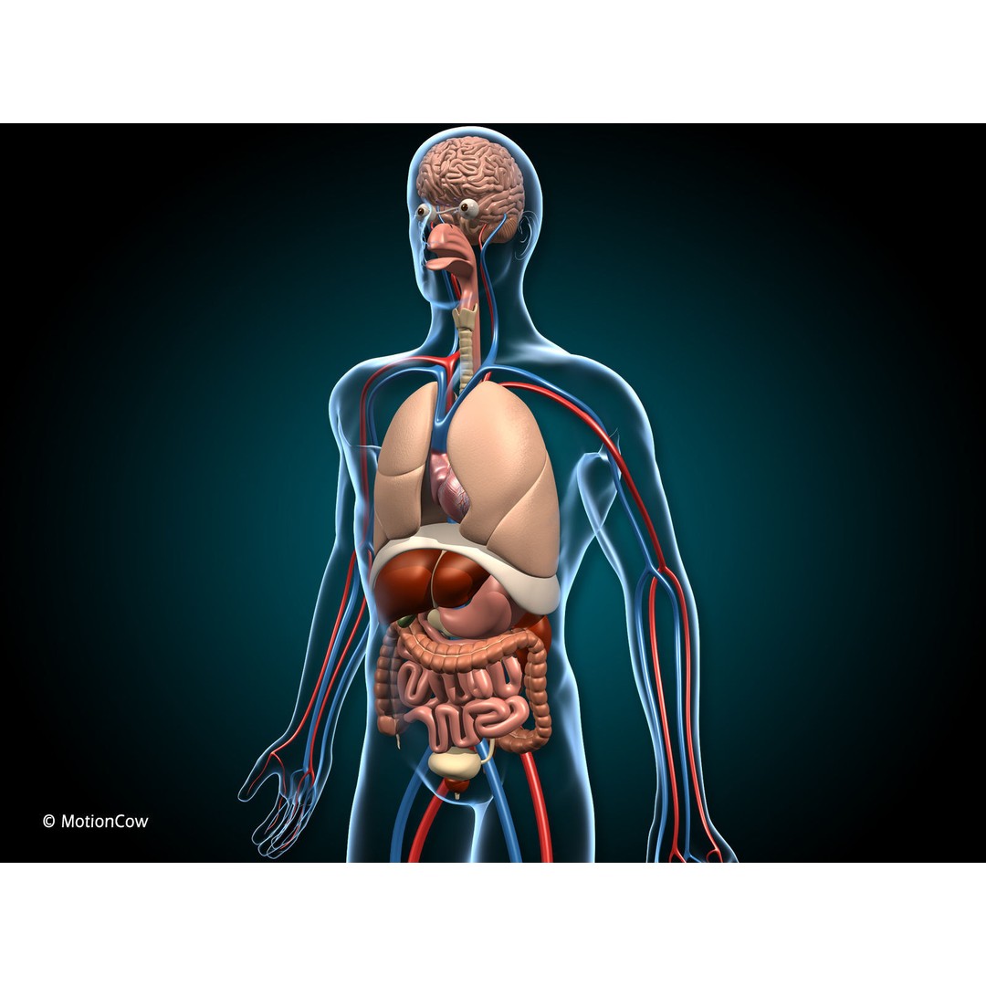 Human Anatomy 3D Model – Detailed Organ Systems, FBX & Blender Formats - View 3