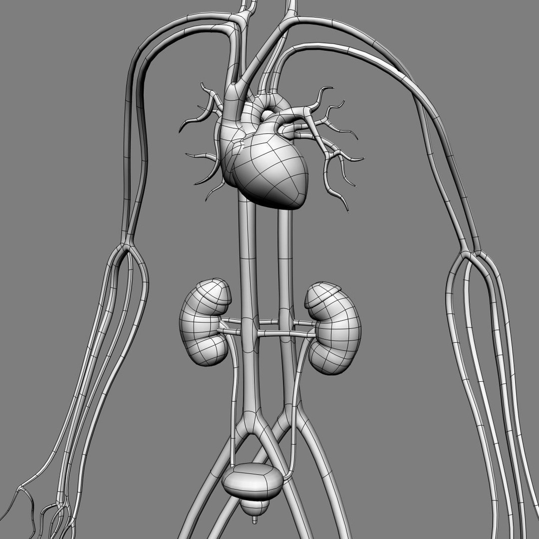 Human Anatomy 3D Model – Detailed Organ Systems, FBX & Blender Formats - View 30