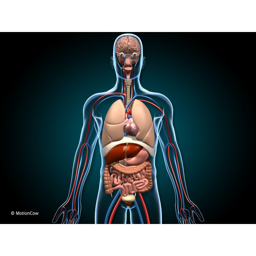 Human Anatomy 3D Model – Detailed Organ Systems, FBX & Blender Formats - View 4