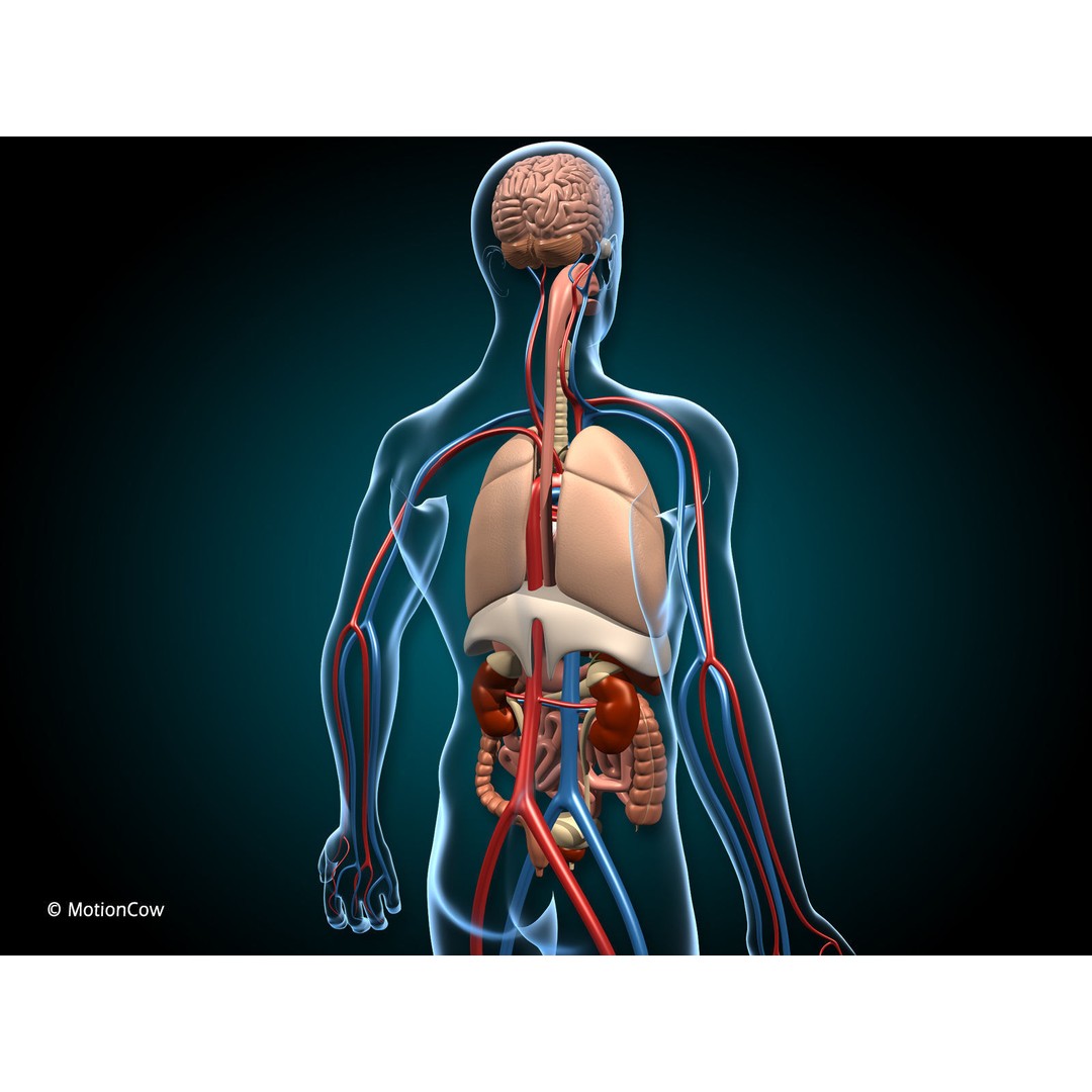 Human Anatomy 3D Model – Detailed Organ Systems, FBX & Blender Formats - View 5