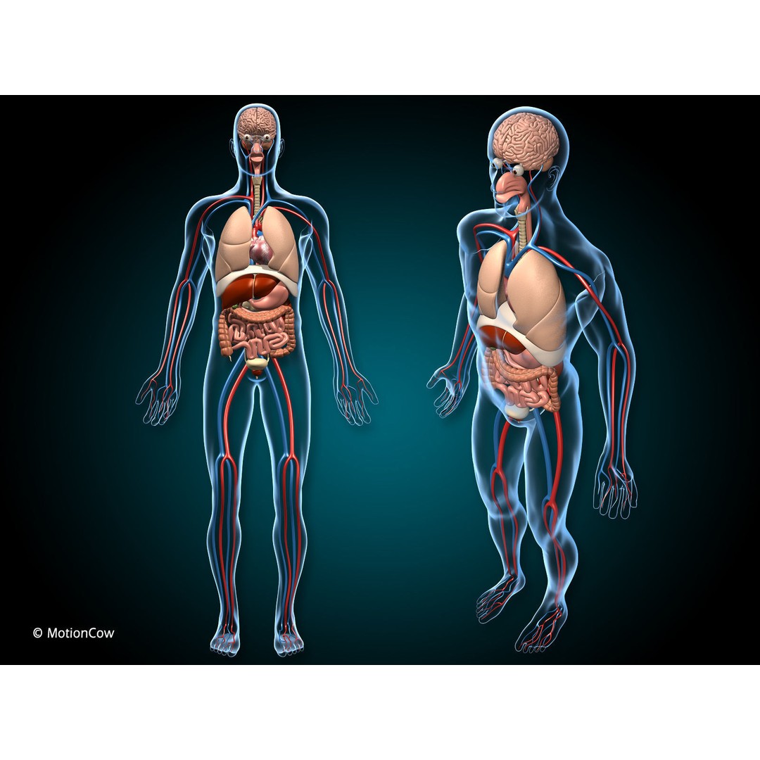 Human Anatomy 3D Model – Detailed Organ Systems, FBX & Blender Formats - View 6