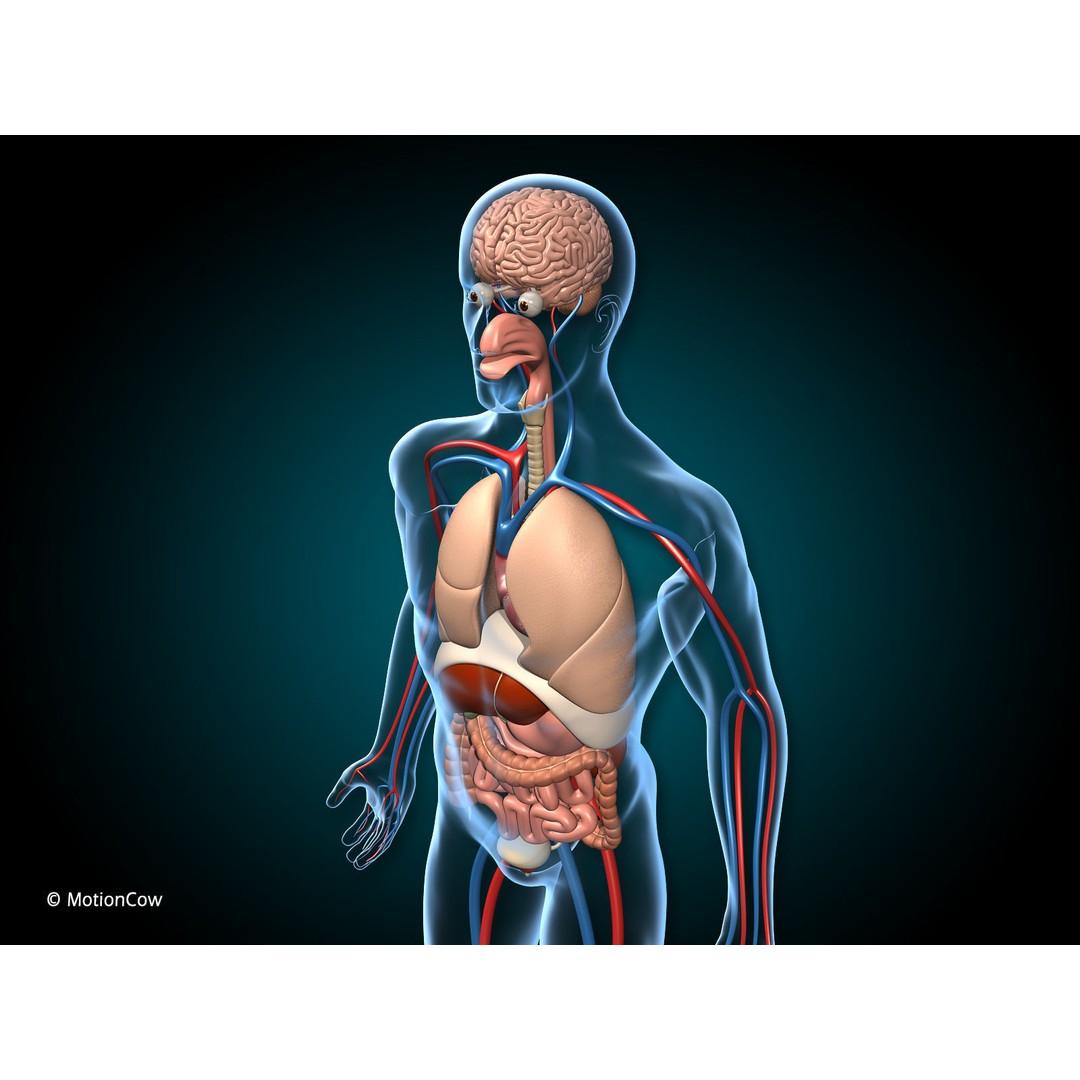 Human Anatomy 3D Model – Detailed Organ Systems, FBX & Blender Formats - View 7