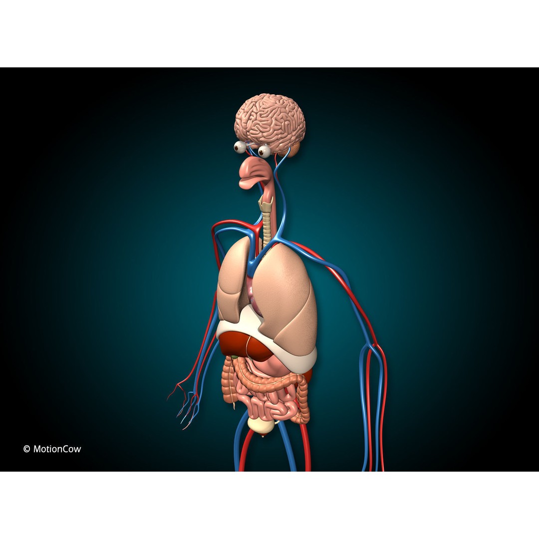 Human Anatomy 3D Model – Detailed Organ Systems, FBX & Blender Formats - View 8